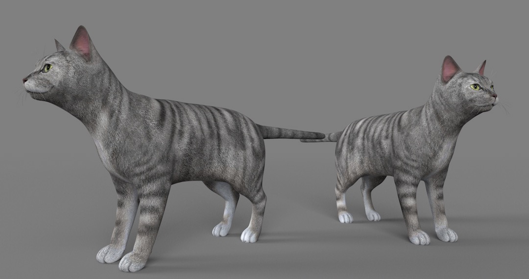美国短毛猫C4D模型 American Shorthair Cat 3d model