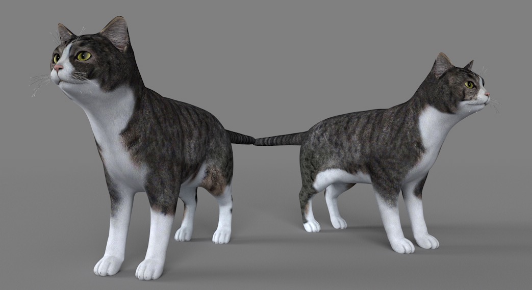 英国短毛猫C4D模型 British Shorthair cat 3d model - C4D之家 - cinema4d_ 2017-01-04 23.07.28.jpg