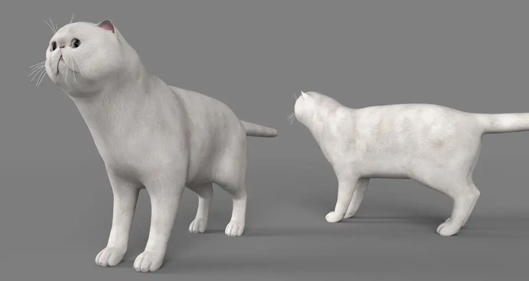 白猫 波斯猫 短毛猫C4D模型 Exotic Shrt Hair cat 3d model