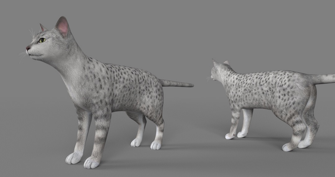 灰色豹纹猫C4D模型 Minx cat 3d model - C4D之家 - cinema4d_ 2017-01-05 11.54.09.jpg