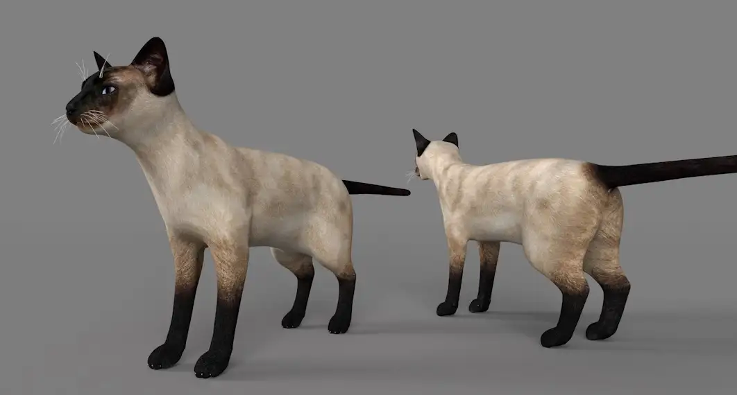 暹罗猫C4D模型 Siamese cat 3d model - C4D之家 - cinema4d_ 2017-01-05 12.14.09.jpg
