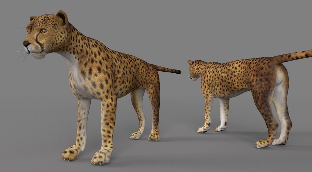 豹子 花豹 猎豹C4D模型 Cheetah 3d model
