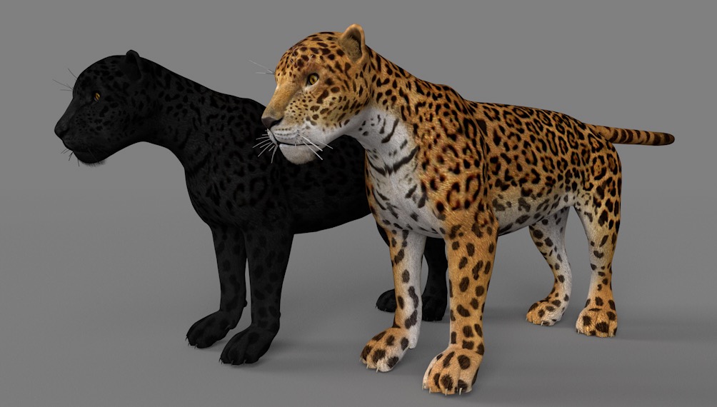 美洲豹 捷豹 黑豹C4D模型 Jaguar 3d model
