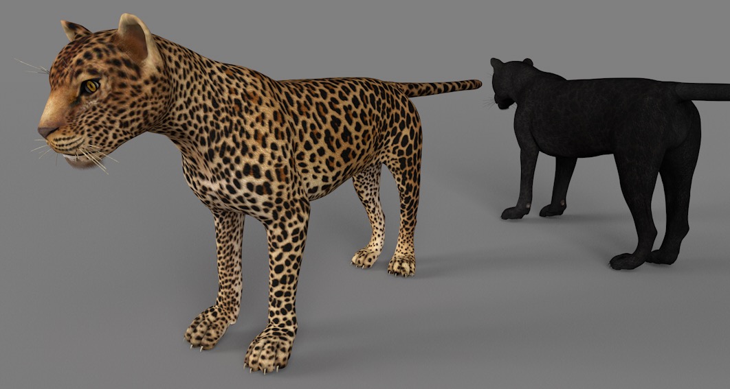 金钱豹 花豹 豹子C4D模型 Leopard 3d model