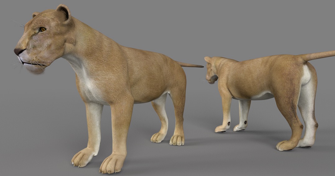 雌狮 母狮C4D模型 Lioness 3d model - C4D之家 - cinema4d_ 2017-01-06 17.23.28.jpg