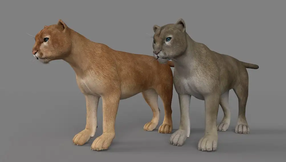 美洲金猫 山狮 美洲狮C4D模型 Puma 3d model