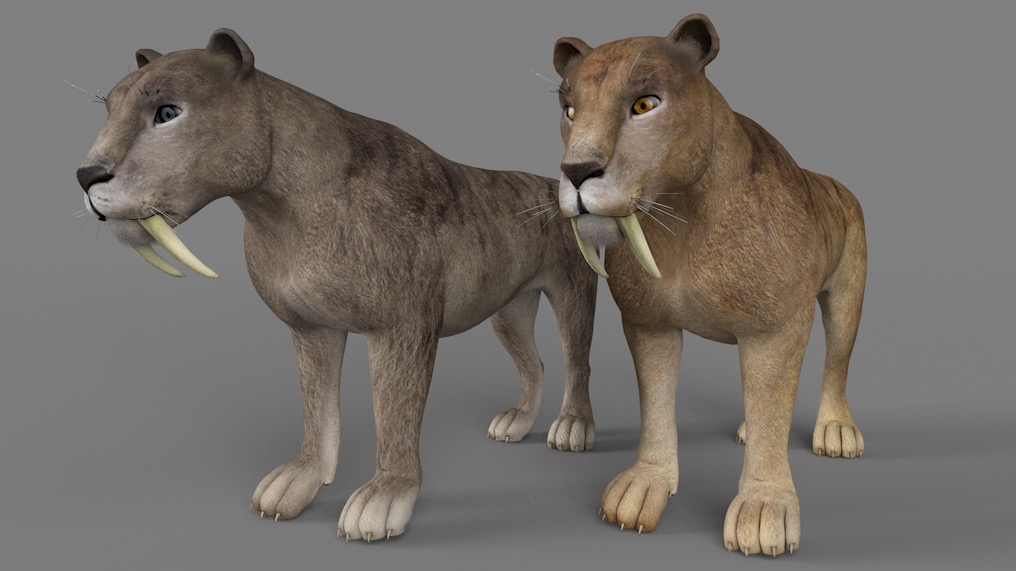 史前大型猫科动物剑齿虎C4D模型 Sabertooth 3d model