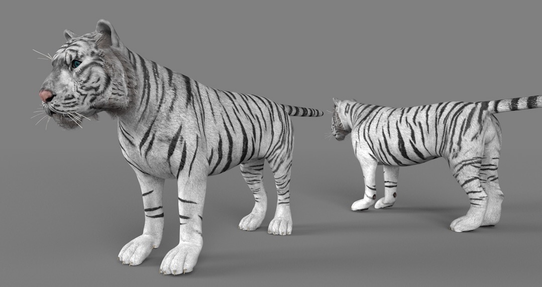 孟加拉虎 白虎C4D模型 Tiger white 3d model - C4D之家 - cinema4d_ 2017-01-06 19.52.34.jpg
