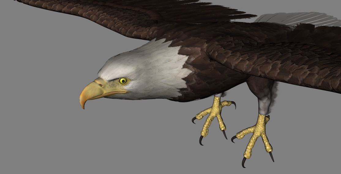 白头鹰 白头海雕C4D模型 Eagle white head 3d model - C4D之家 - cinema4d_ 2017-01-07 11.47.27.jpg