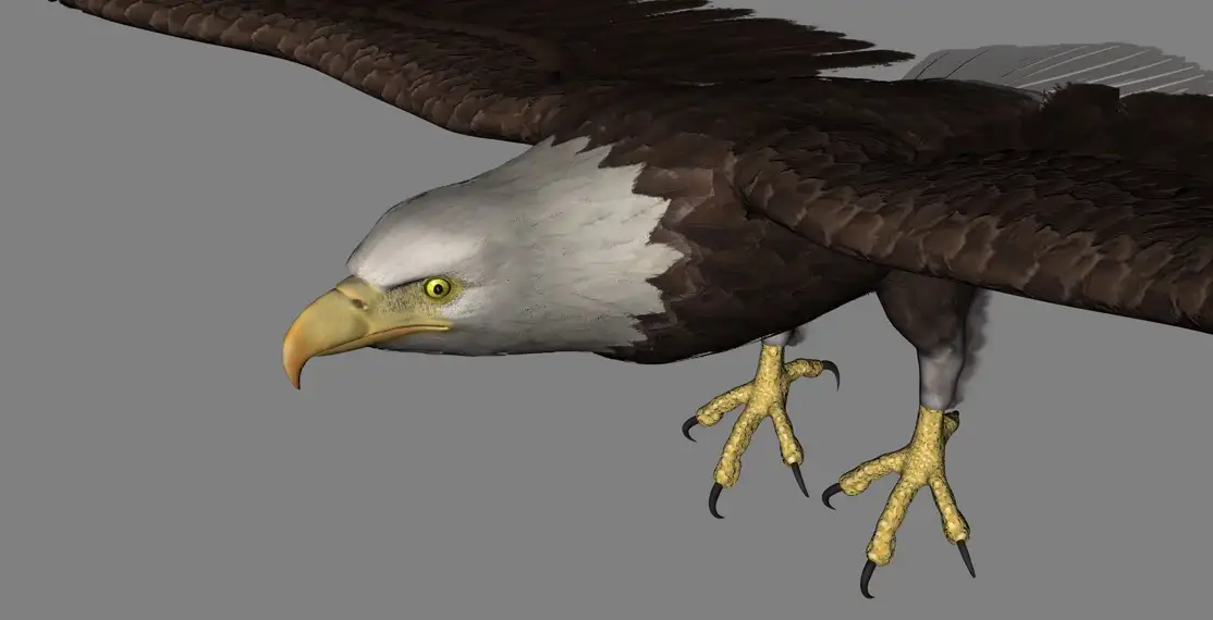 白头鹰 白头海雕C4D模型 Eagle white head 3d model - C4D之家 - cinema4d_ 2017-01-07 11.47.27.jpg