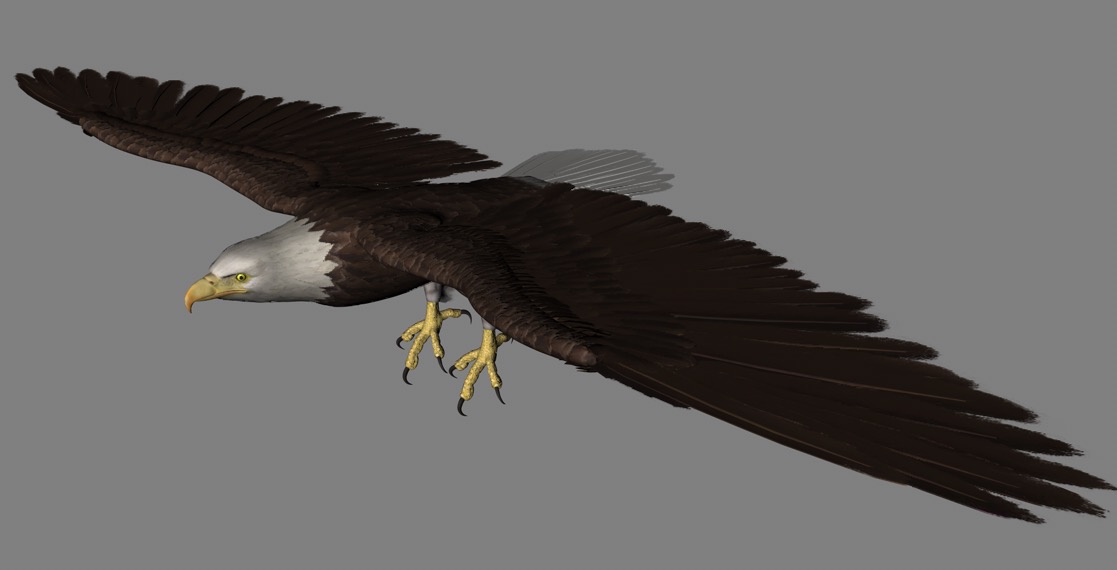白头鹰 白头海雕C4D模型 Eagle white head 3d model - C4D之家 - cinema4d_ 2017-01-07 11.47.13.jpg