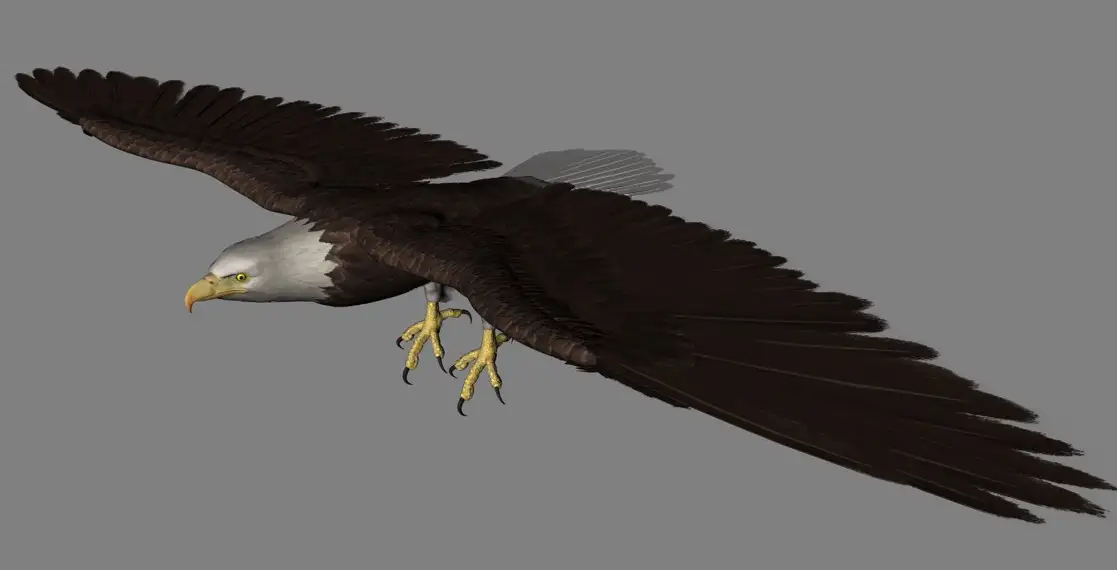 白头鹰 白头海雕C4D模型 Eagle white head 3d model - C4D之家 - cinema4d_ 2017-01-07 11.47.13.jpg
