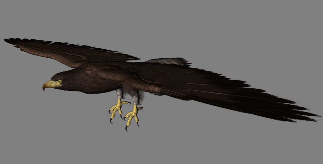 老鹰C4D模型 Eagle 3d model