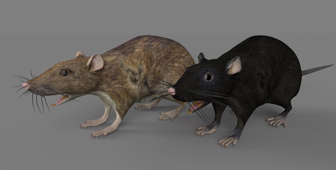10种不同颜色的老鼠C4D模型 Rat 3d model