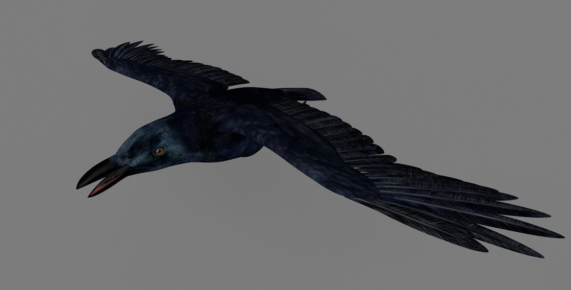 老鸹 乌鸦C4D模型 Raven 3d model