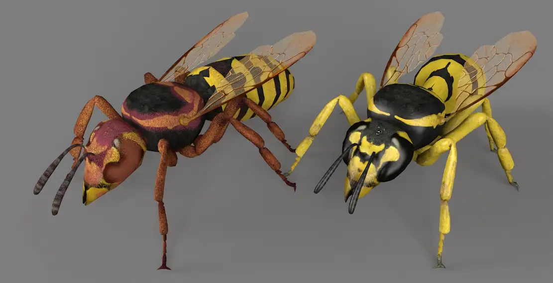 5种黄蜂C4D模型 Wasp 3d model