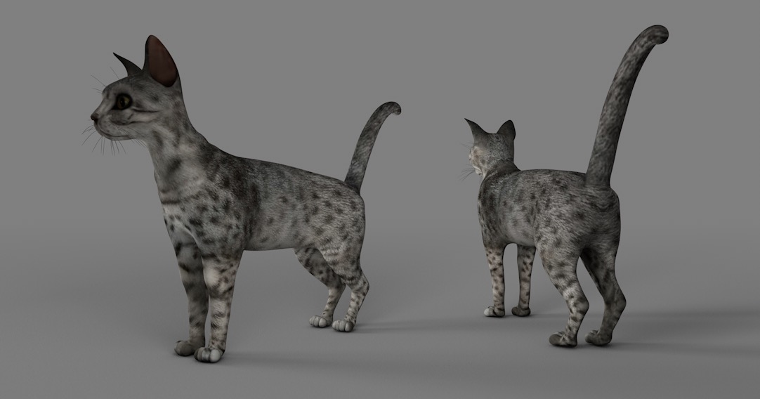 灰色花猫C4D模型 Grey cat - C4D之家 - cinema4d_ 2017-01-12 01.03.07.jpg
