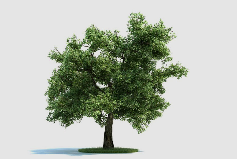 绿色树木 大树 栎树C4D模型 quercus Tree 3D model - C4D之家 - archmodels_vol_58-1-拷贝.jpg