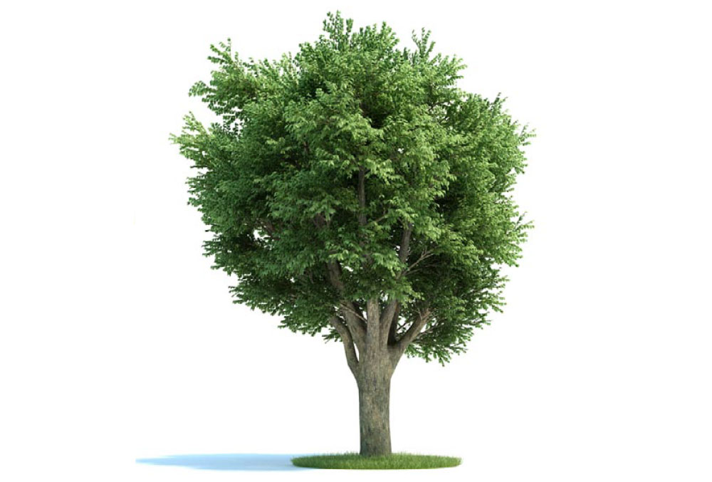 大树 榆树C4D模型 ulmus campestris 3d model