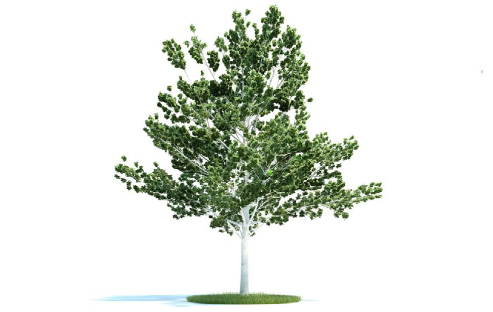 大树 桦树C4D模型 betula 3d model - C4D之家 - 未标题-1.jpg