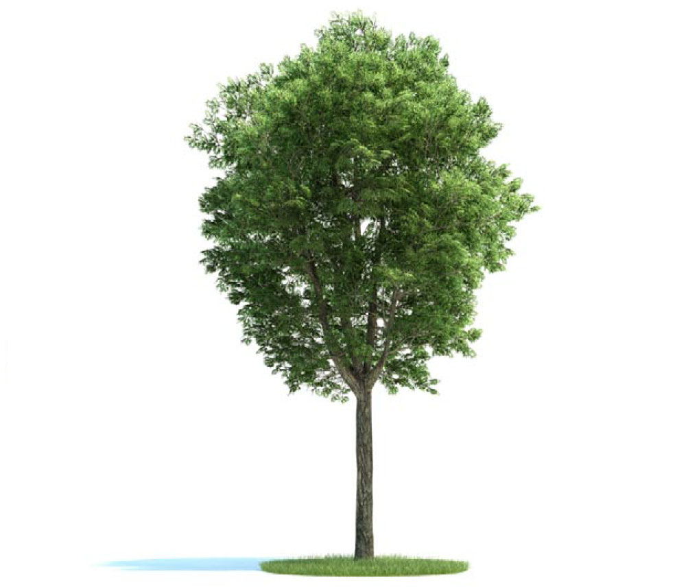 景观树 大树 白蜡树C4D模型 fraxinus 3d model - C4D之家 - archmodels_vol_58-1.jpg