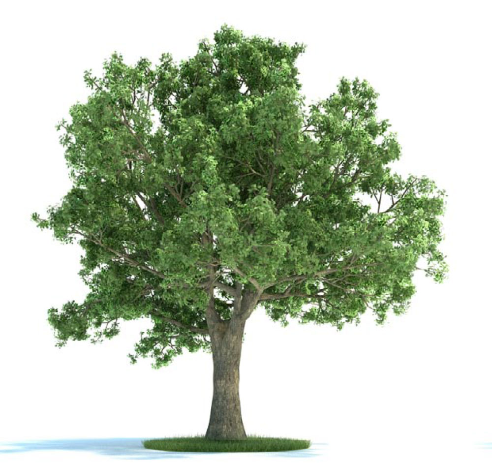 景观树 大树 绿树 栎树C4D模型 quercus 3d model - C4D之家 - archmodels_vol_58-2.jpg