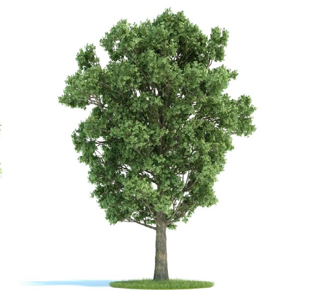 景观树 绿树 大树 杨树C4D模型 populus x canescens - C4D之家 - archmodels_vol_58-2-拷贝-2.jpg
