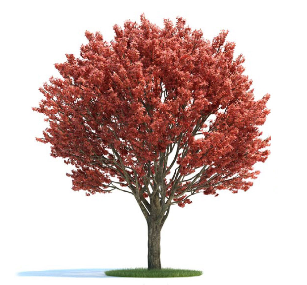 景观树 红叶树 槭树 血皮槭C4D模型 acer griseum