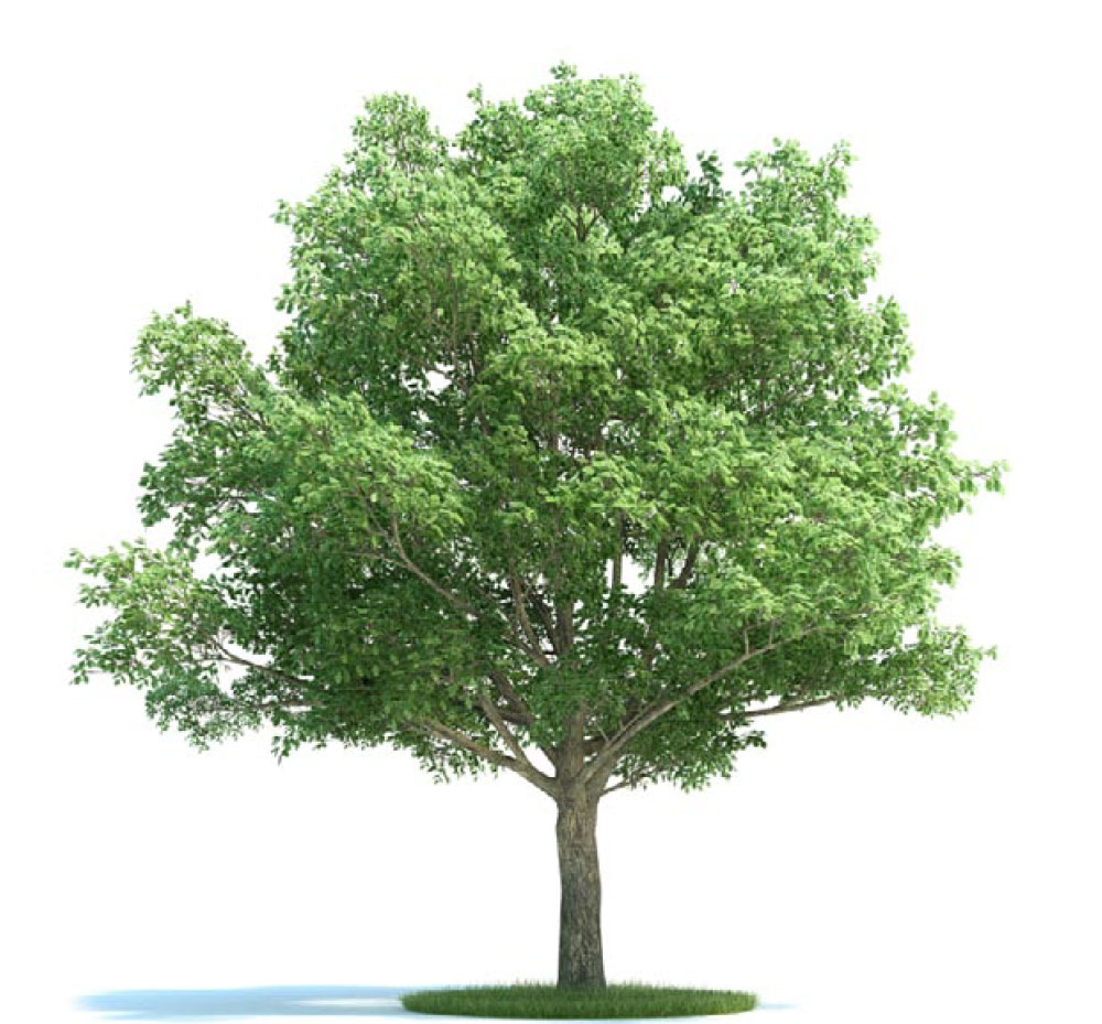 景观树 树木 夏栎 英国栎C4D模型 quercus robur - C4D之家 - archmodels_vol_58-3-拷贝.jpg