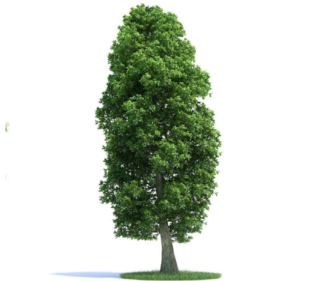 景观树 阔叶树 大树 椴树 宽叶椴树C4D模型 tilia platyphyllos - C4D之家 - archmodels_vol_58-3-拷贝.jpg