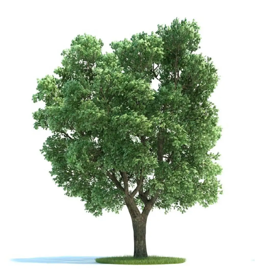 景观树 大树 榆树C4D模型 ulmus - C4D之家 - archmodels_vol_58-3-拷贝.jpg