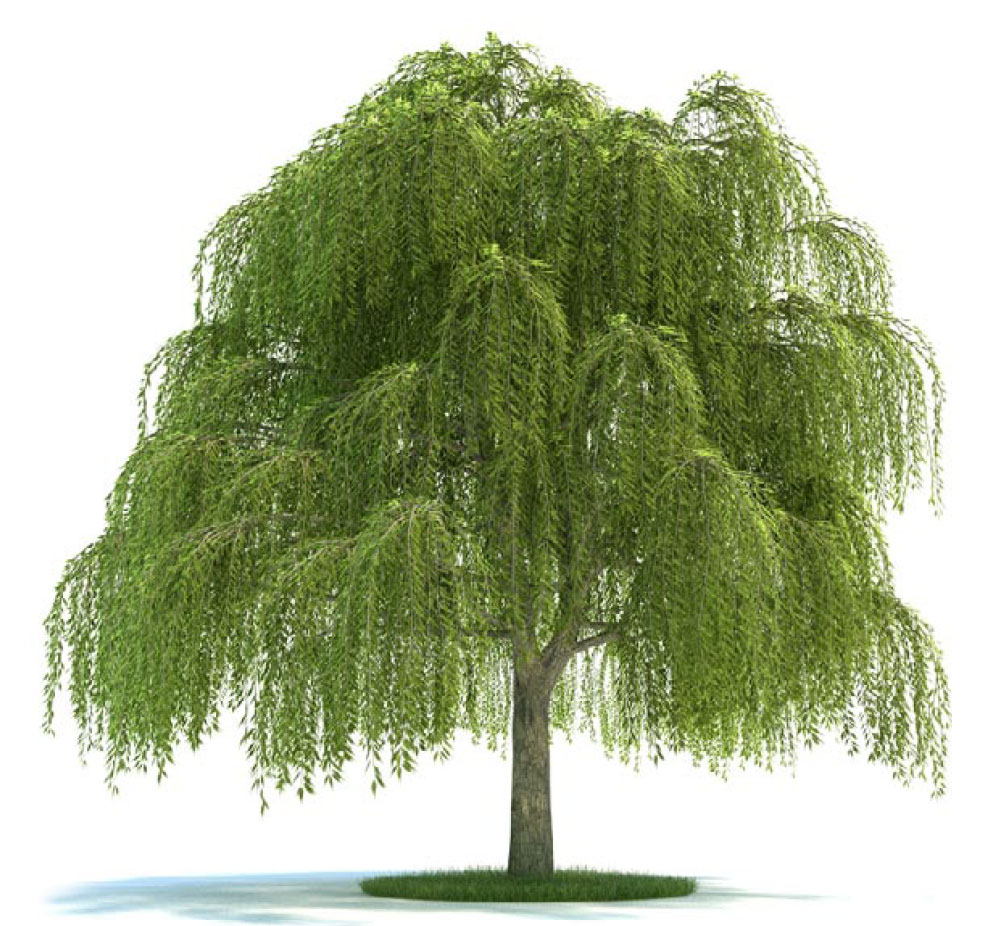 景观树 垂柳 倒垂柳 柳树C4D模型 salix