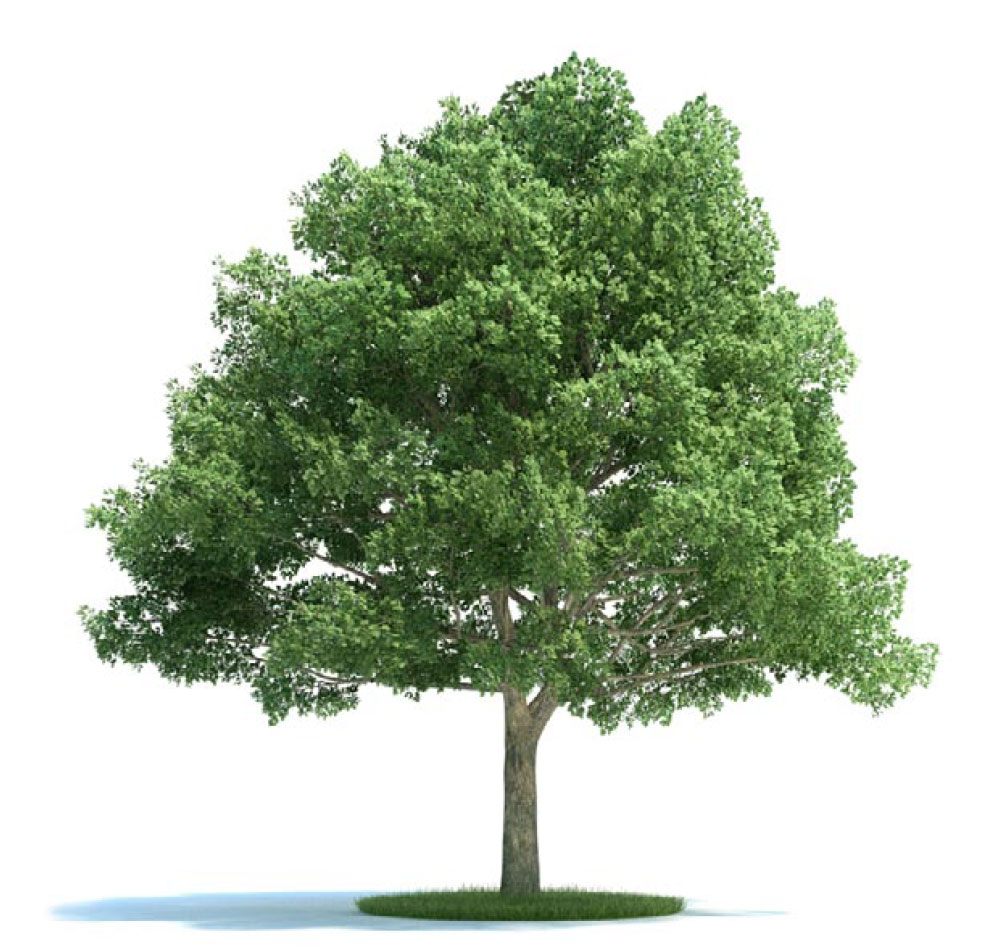景观树 栎树C4D模型 quercus - C4D之家 - archmodels_vol_58-4-拷贝.jpg