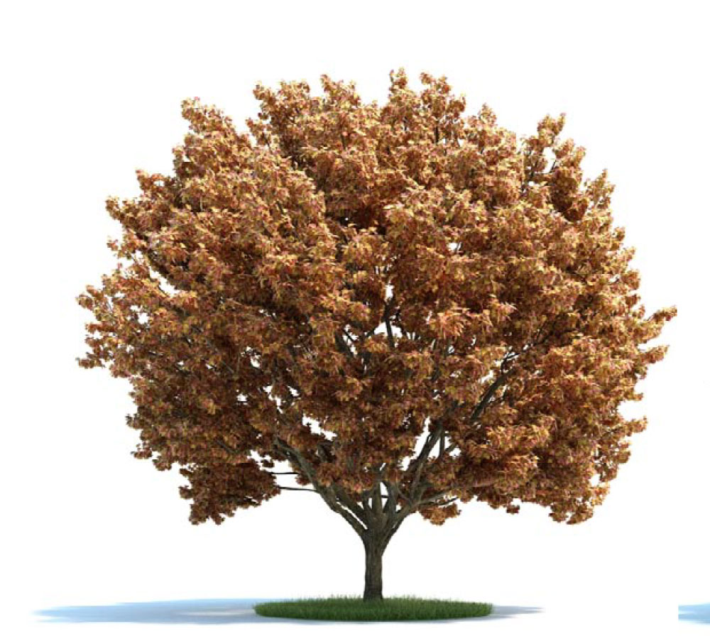 景观树 糖槭C4D模型 acer
