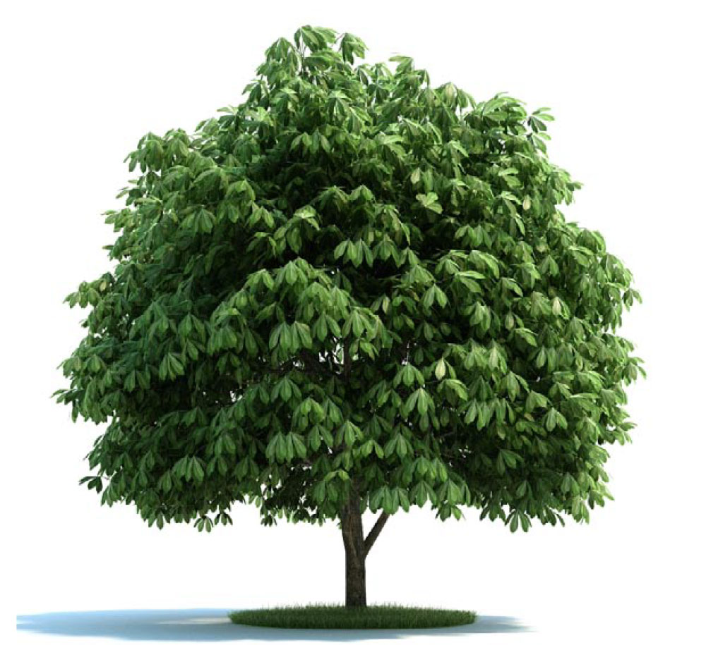 景观树 绿树 七叶树C4D模型 aesculus - C4D之家 - archmodels_vol_58-4.jpg