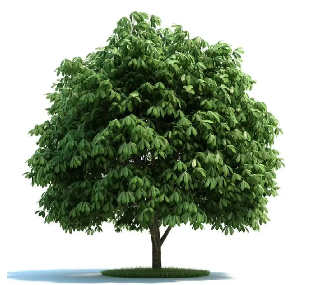 景观树 绿树 七叶树C4D模型 aesculus - C4D之家 - archmodels_vol_58-4.jpg