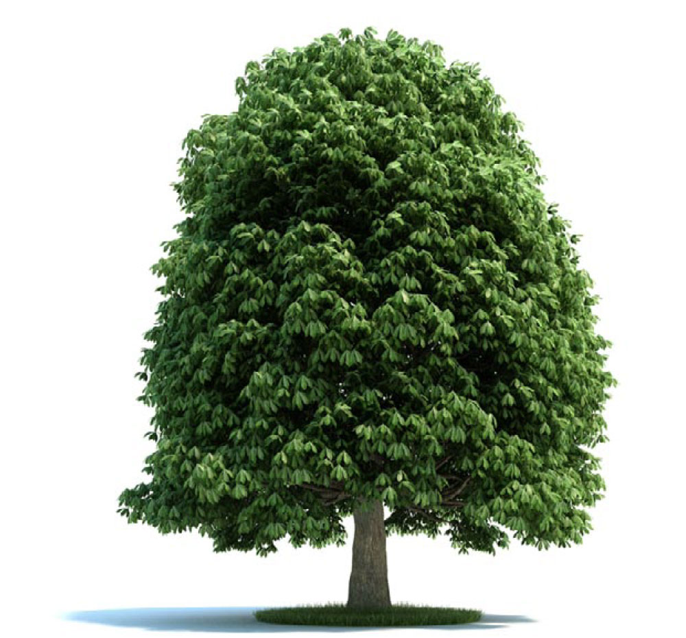 七叶树C4D模型 aesculus 3d model - C4D之家 - archmodels_vol_58-5-拷贝.jpg