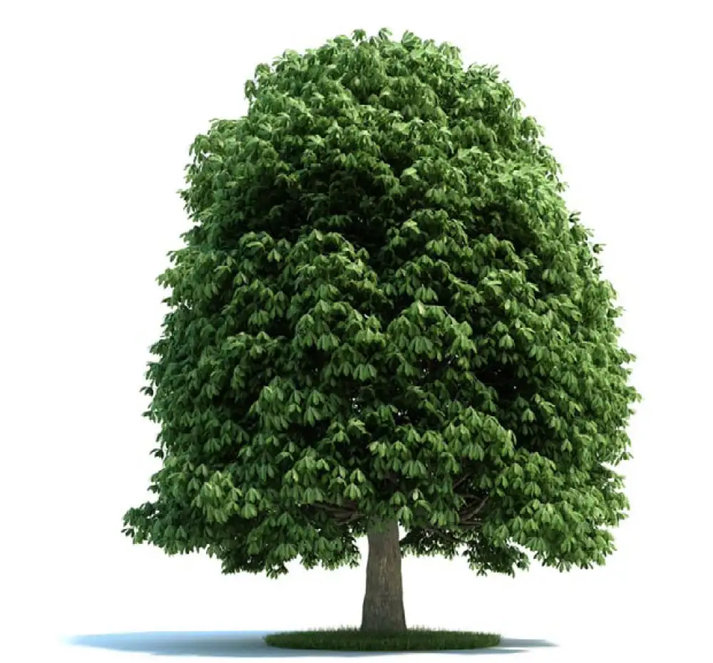 七叶树C4D模型 aesculus 3d model - C4D之家 - archmodels_vol_58-5-拷贝.jpg