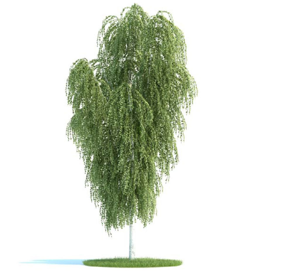景观树 桦树 白桦树 C4D模型 betula - C4D之家 - archmodels_vol_58-5-拷贝.jpg