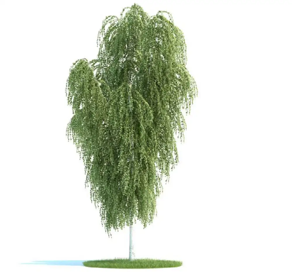 景观树 桦树 白桦树 C4D模型 betula - C4D之家 - archmodels_vol_58-5-拷贝.jpg