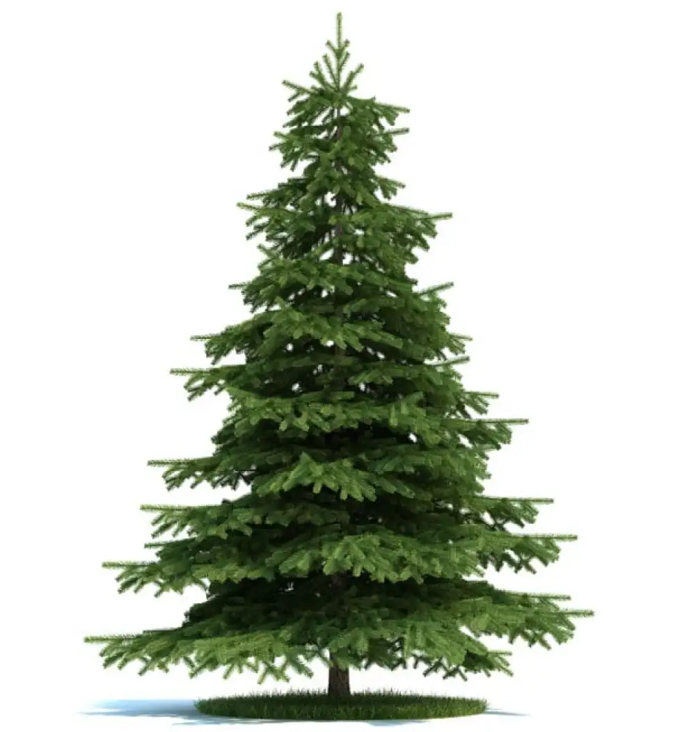 景观树 云杉C4D模型 picea - C4D之家 - archmodels_vol_58-5.jpg