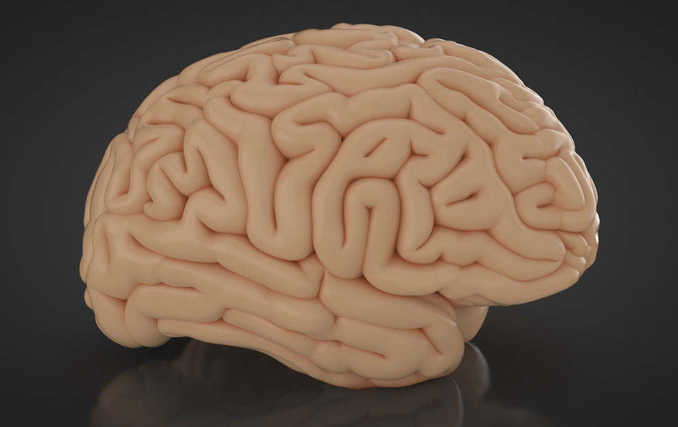 人体大脑C4D模型 Cerebro 3d model - C4D之家 - cerebro2.jpg