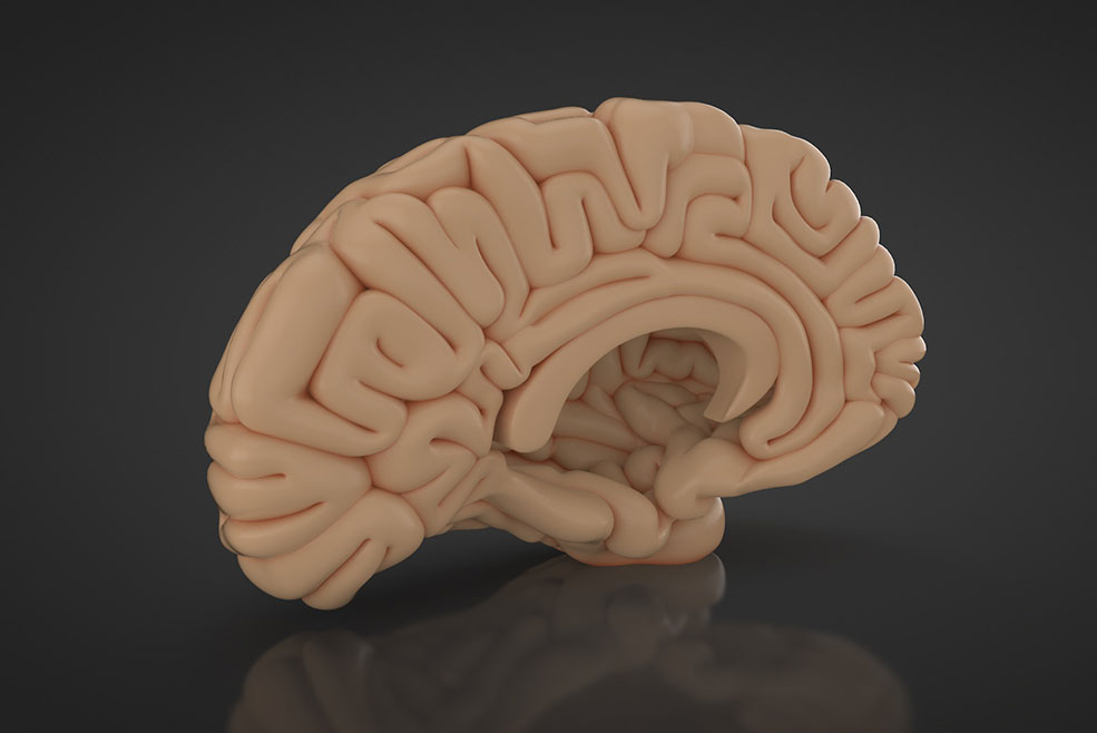 人体大脑C4D模型 Cerebro 3d model - C4D之家 - cerebro3.jpg