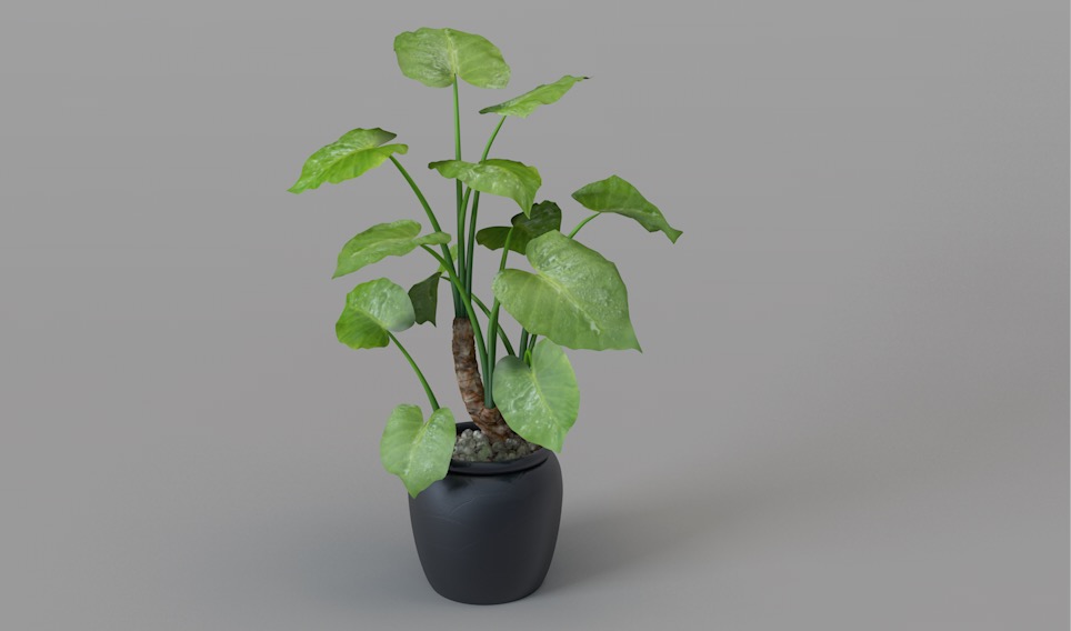 室内装饰植物 滴水观音C4D模型 Alocasia macrorrhiza 3d model