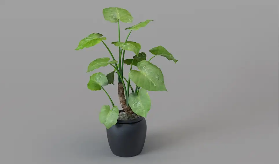 室内装饰植物 滴水观音C4D模型 Alocasia macrorrhiza 3d model - C4D之家 - cinema4d_ 2017-02-25 21.58.51.jpg