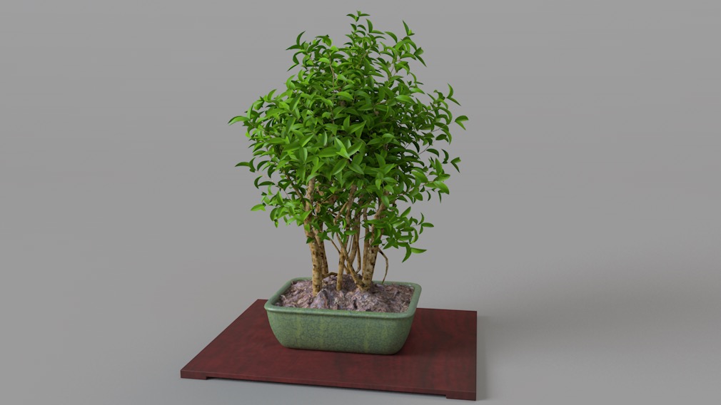室内装饰植物盆景C4D模型 Plant bonsai