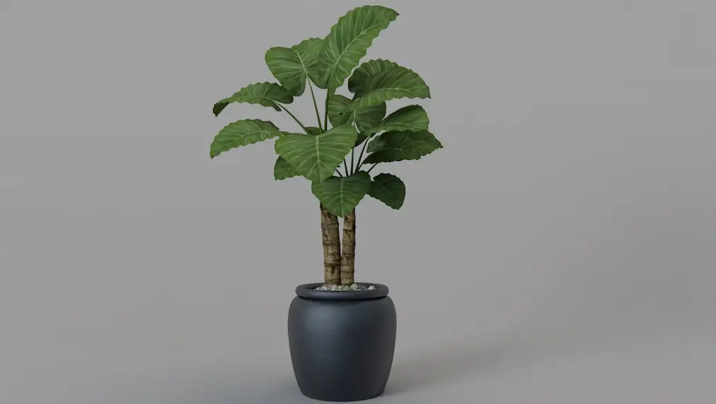 海芋 滴水观音 园林植物C4D模型 Alocasia macrorrhiza 3d model - C4D之家 - cinema4d_ 2017-02-25 23.07.30.jpg