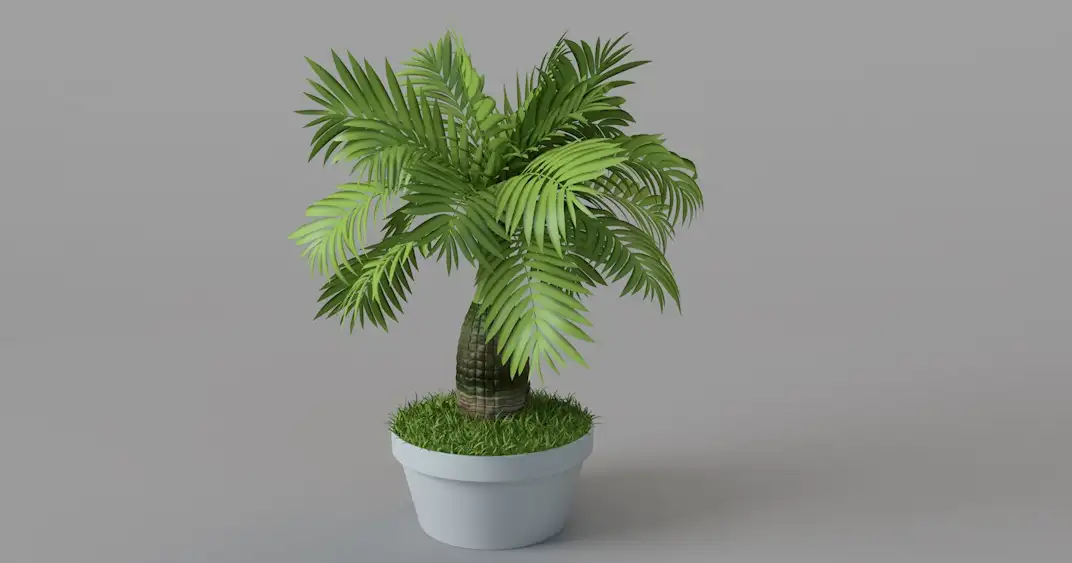 室内大型盆景植物C4D模型 Bonsai plants