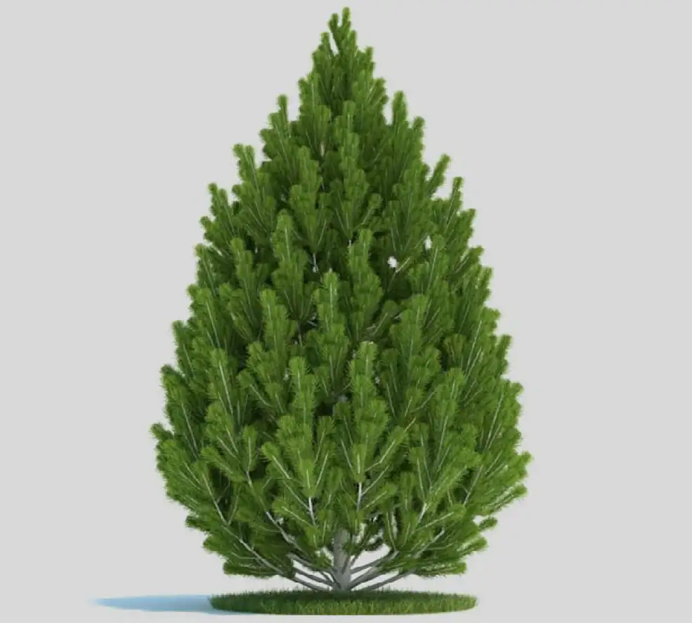 松果树 白皮松 油松C4D模型 Pinus leucodermis - C4D之家 - 未标题-1.jpg