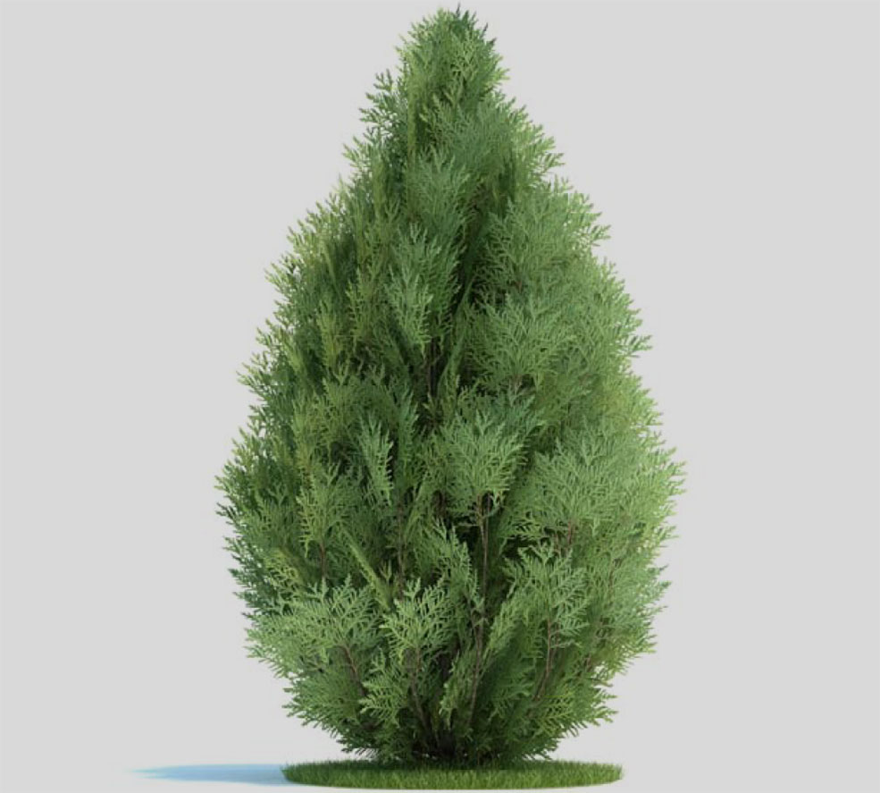 美国扁柏 柏树 景观树C4D模型 Chamaecyparis lawsoniana - C4D之家 - 未标题-1.jpg